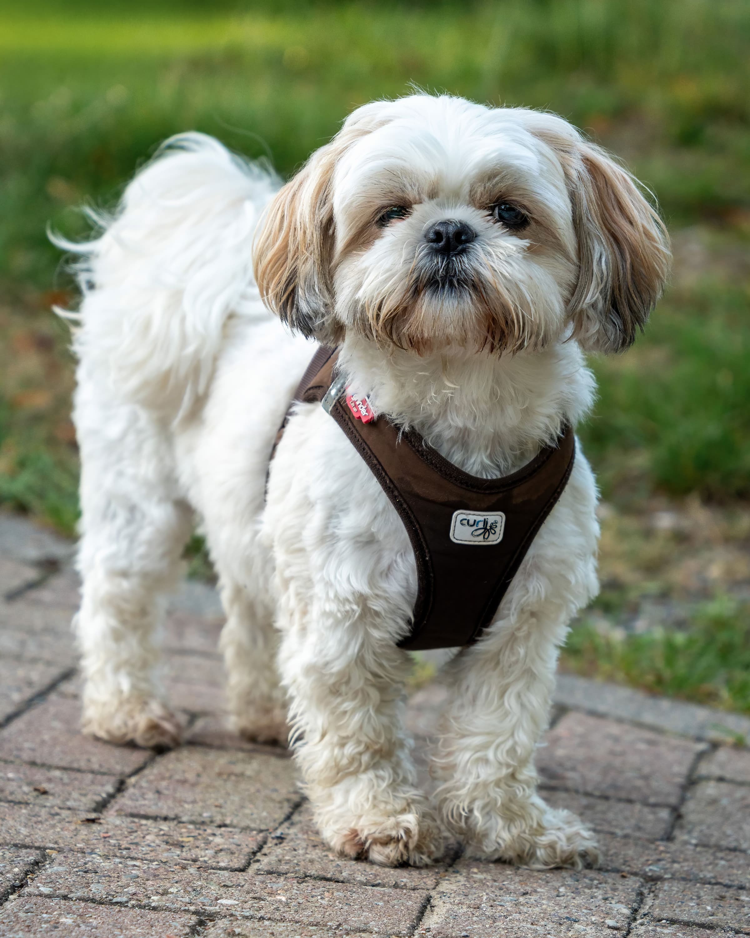 Cavapoo puppy available from Ppooch in Dubai