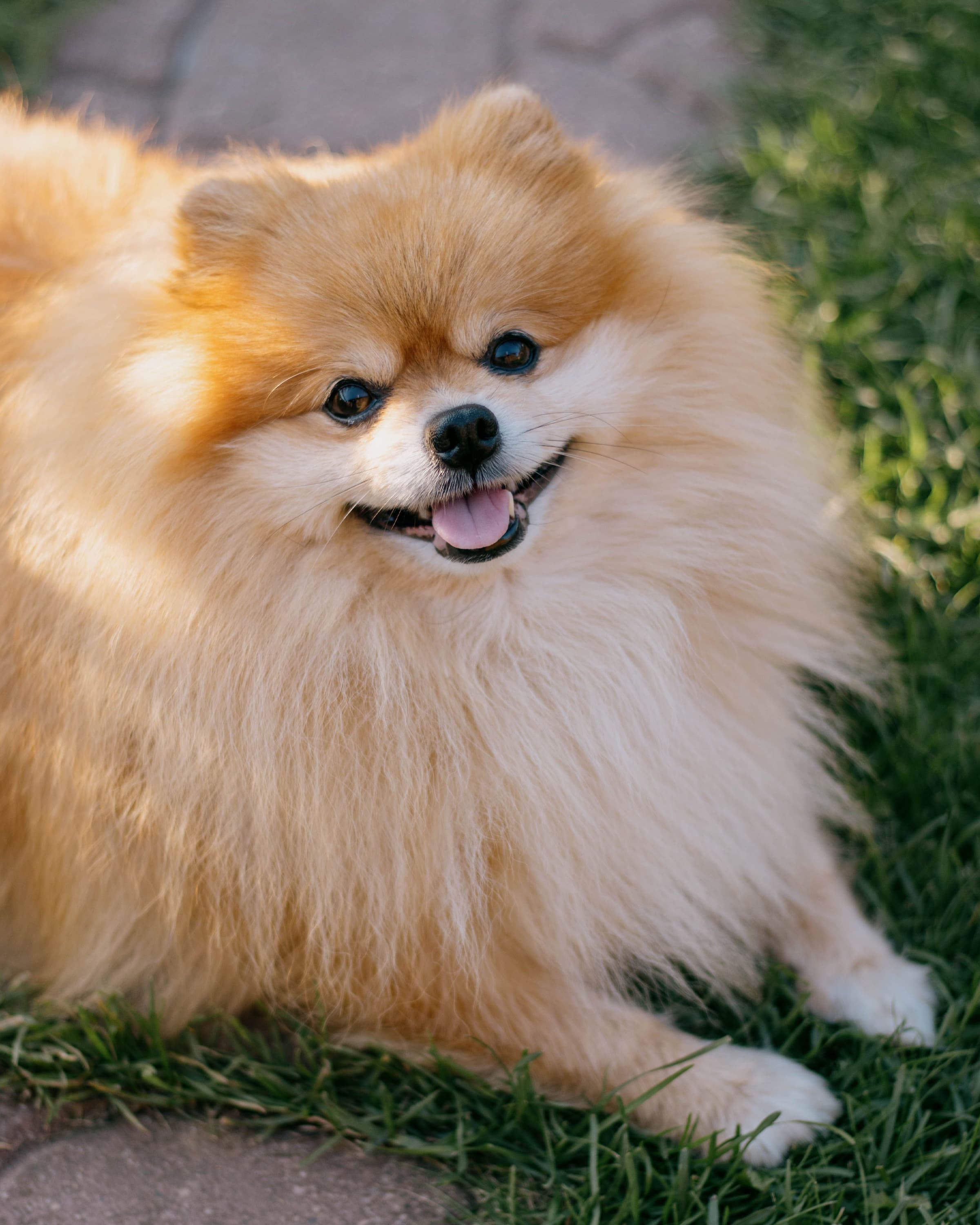 Pomeranian puppy — transparent pricing from Ppooch Dubai