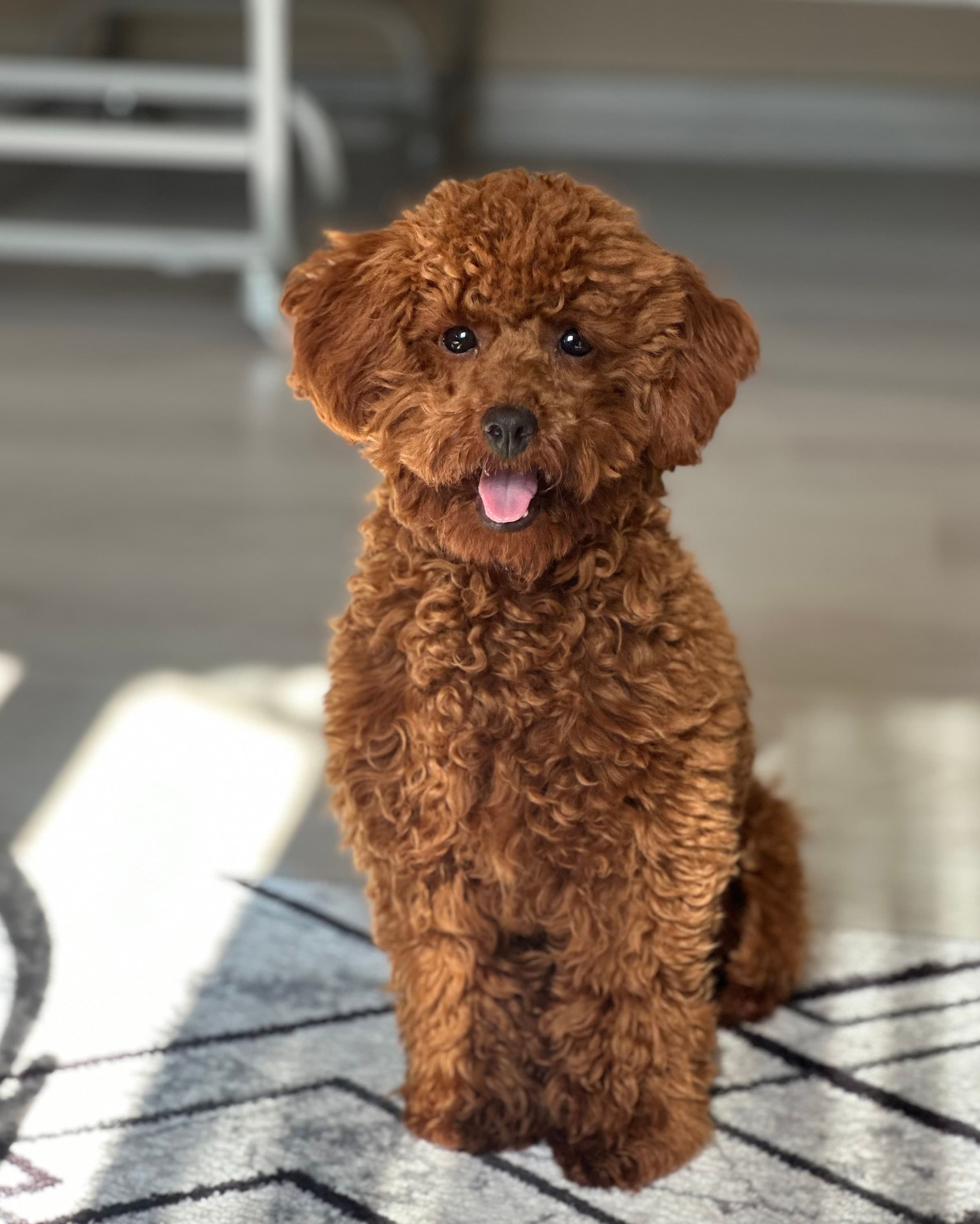 Red Toy Poodle — lower-shed option from Ppooch