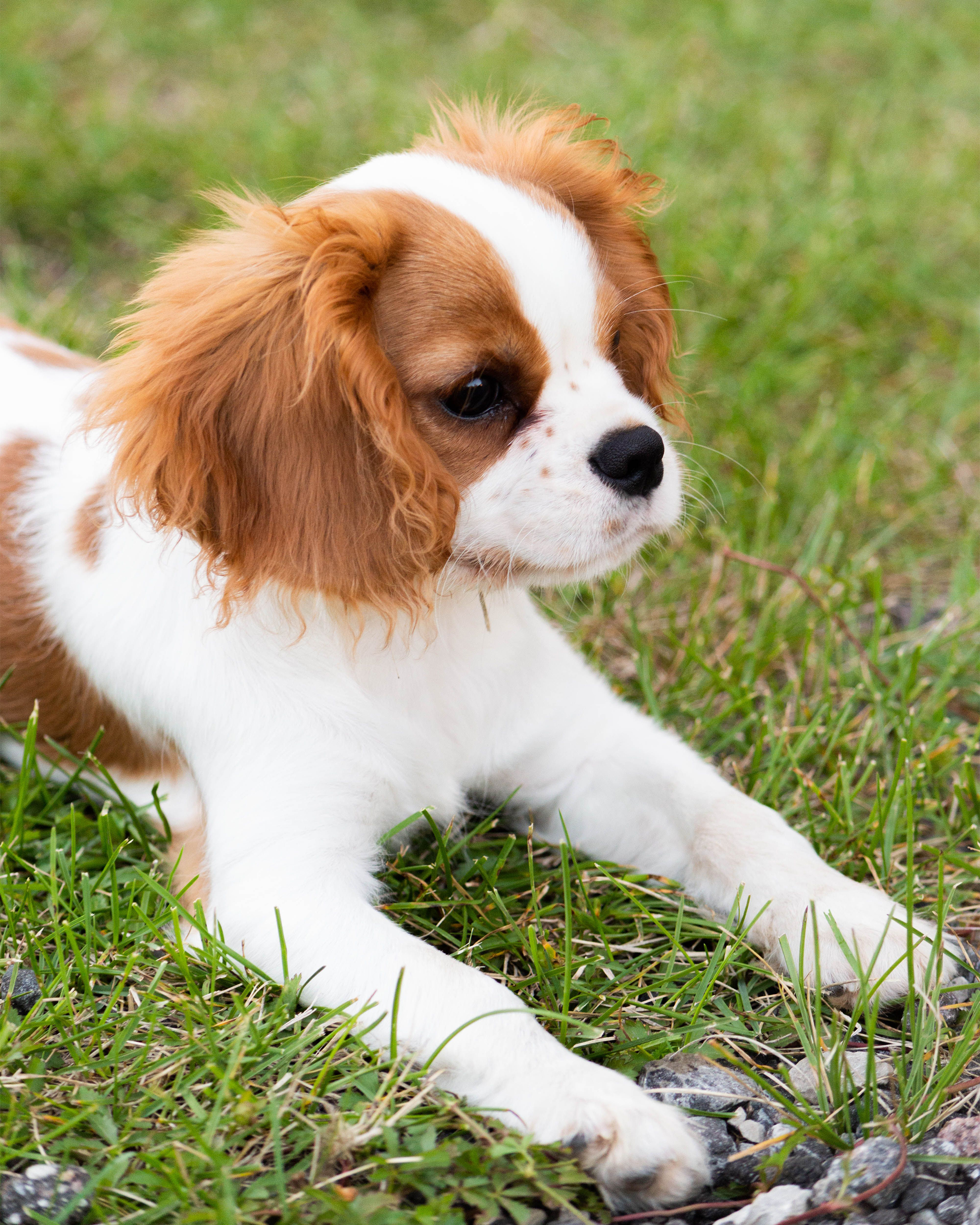 Cavalier King Charles Spaniel puppy — photo 3
