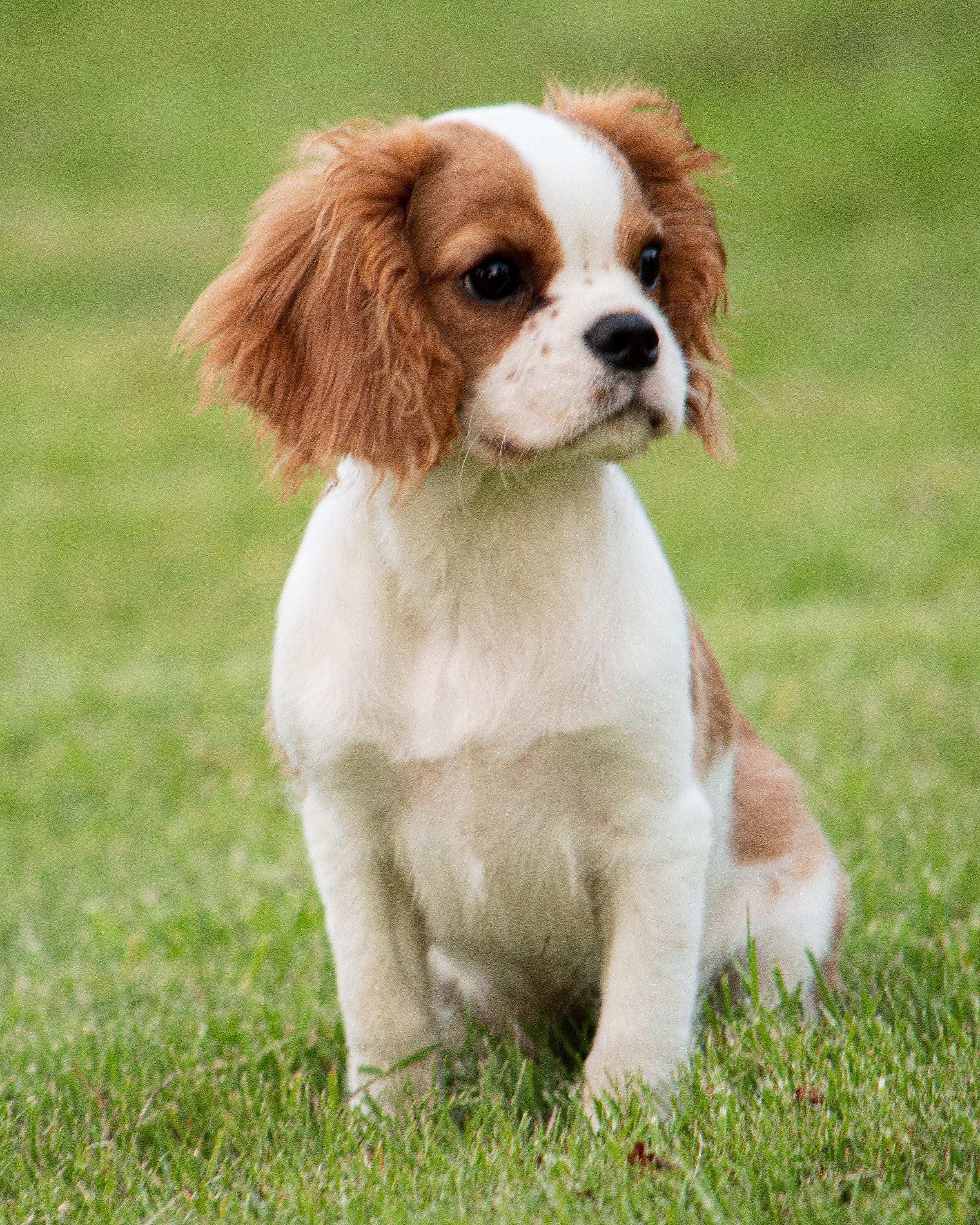 Cavalier King Charles Spaniel puppy — photo 4