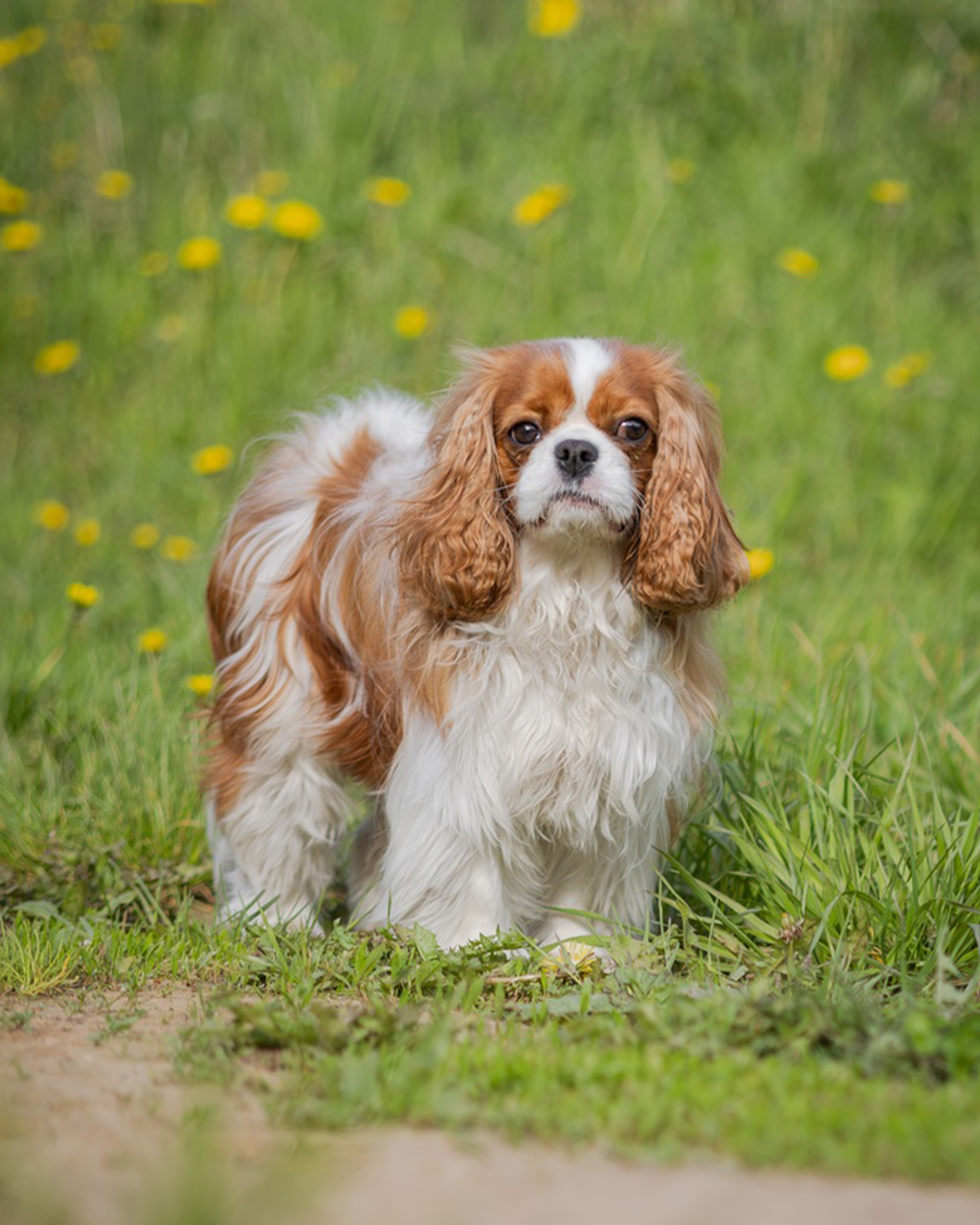 Cavalier King Charles Spaniel puppy