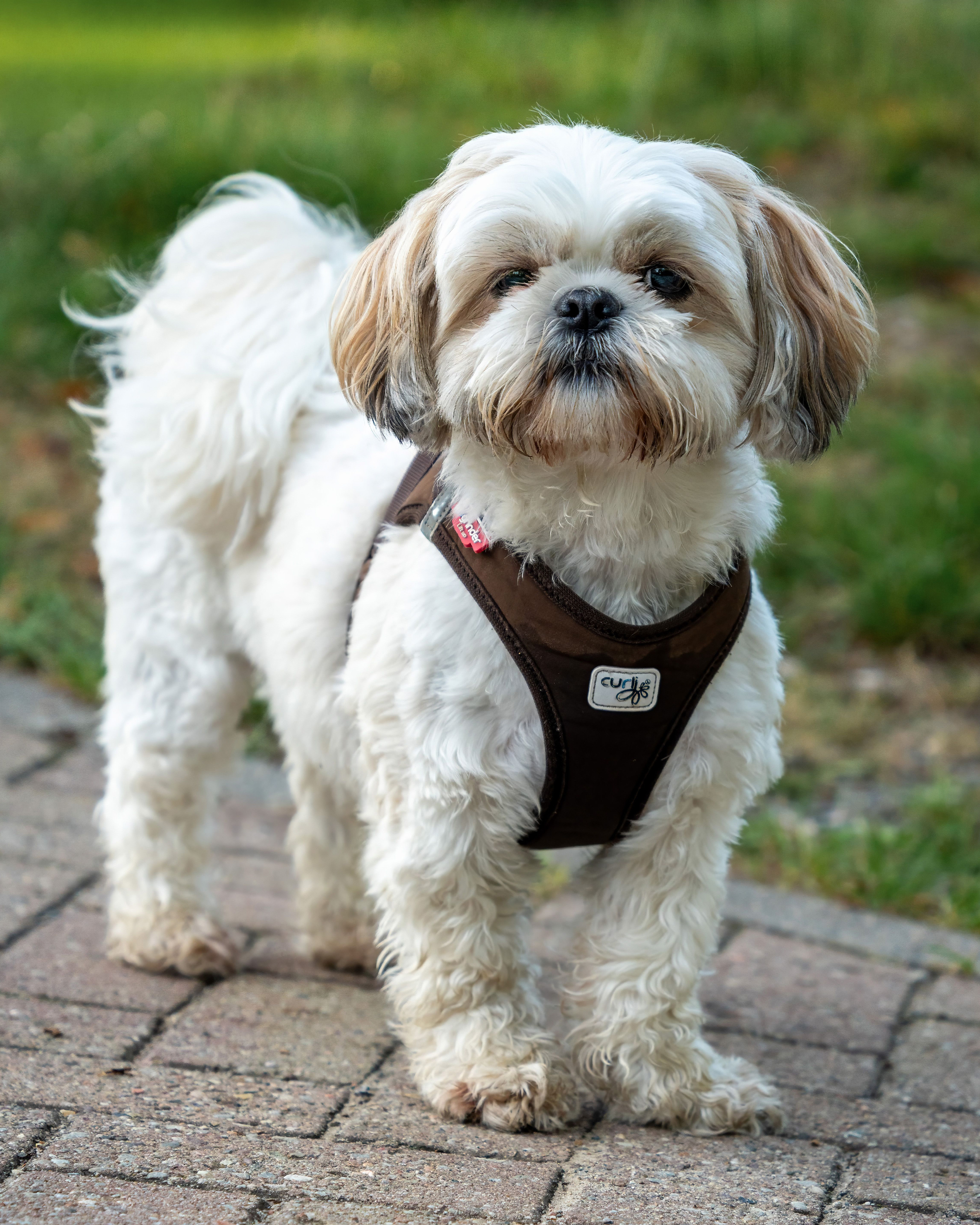 Cavapoo puppy — photo 1