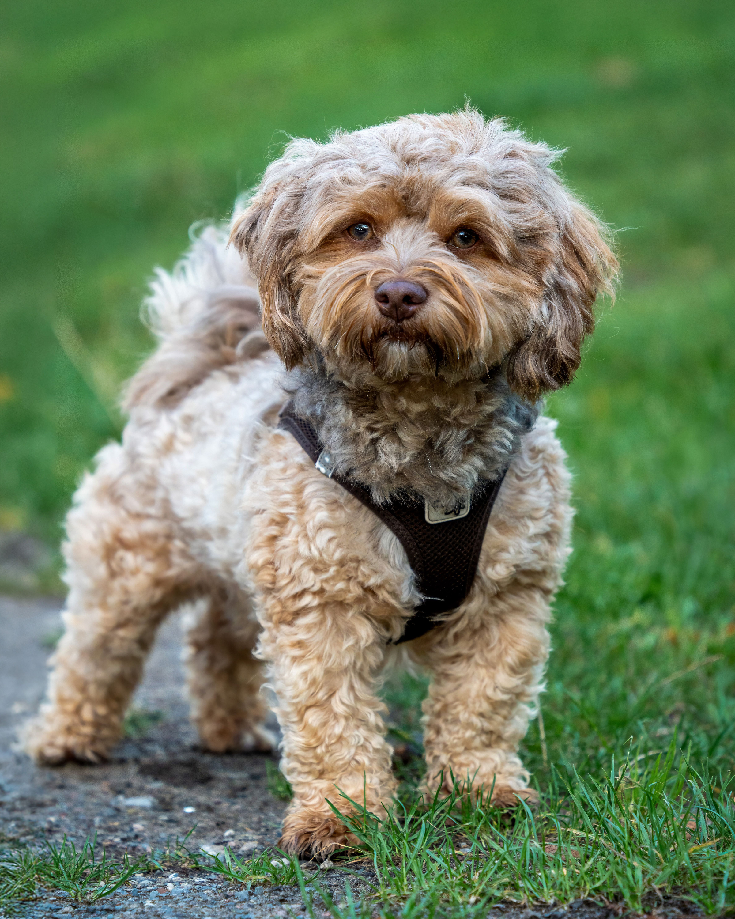 Cavapoo puppy — photo 2