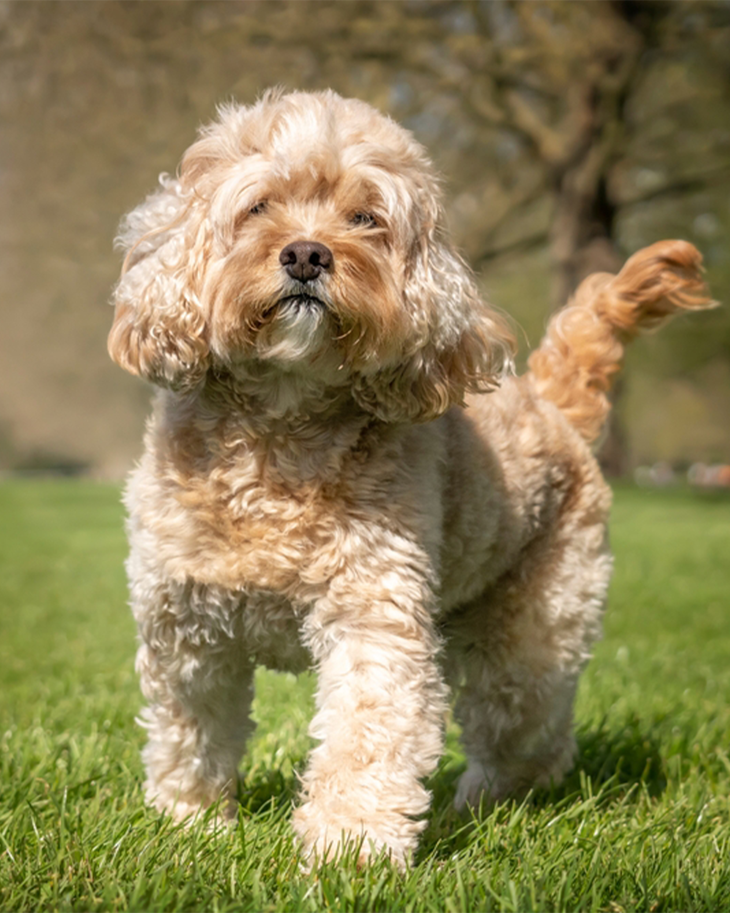 Cavapoo puppy — photo 3