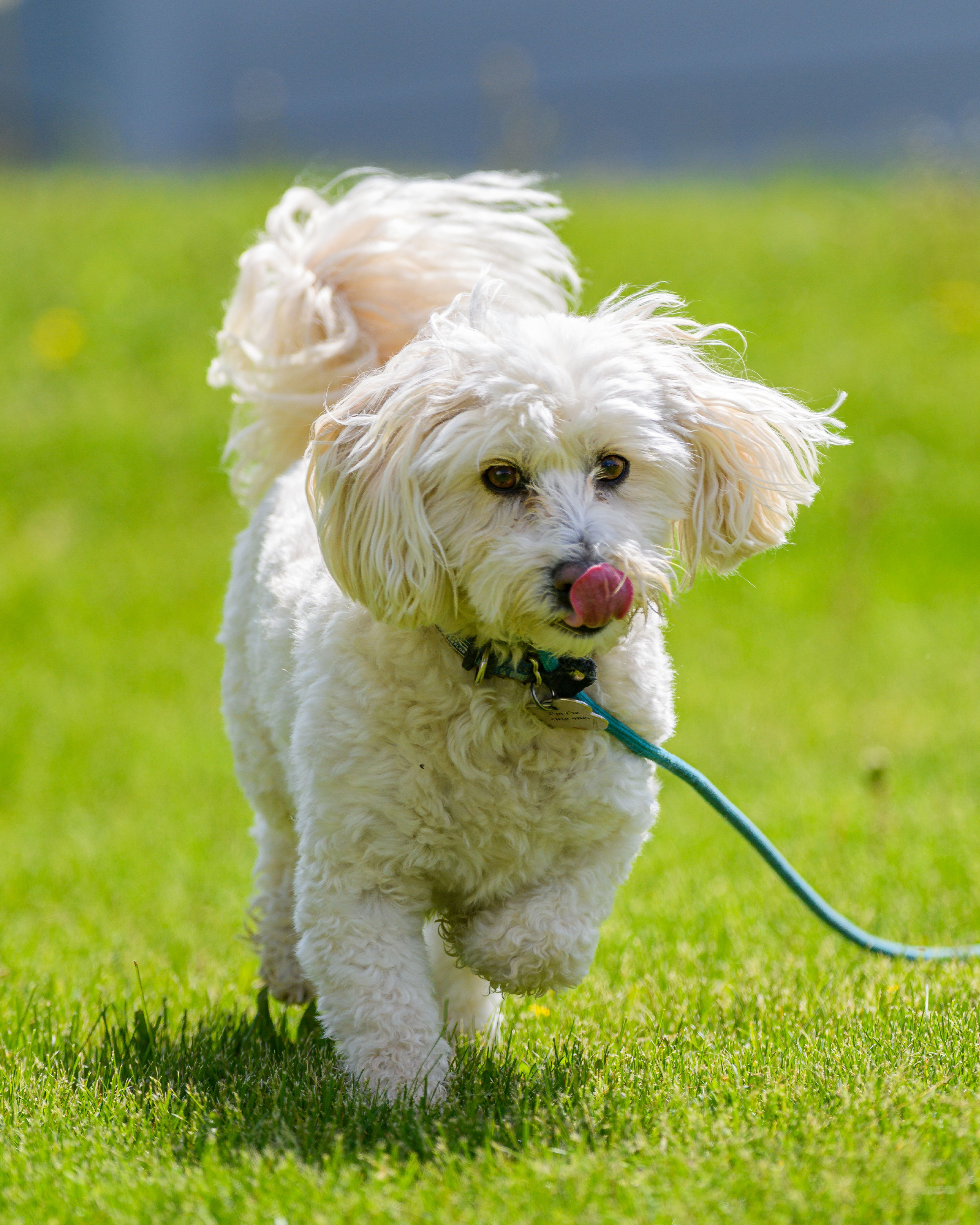 Cavapoo puppy — photo 4