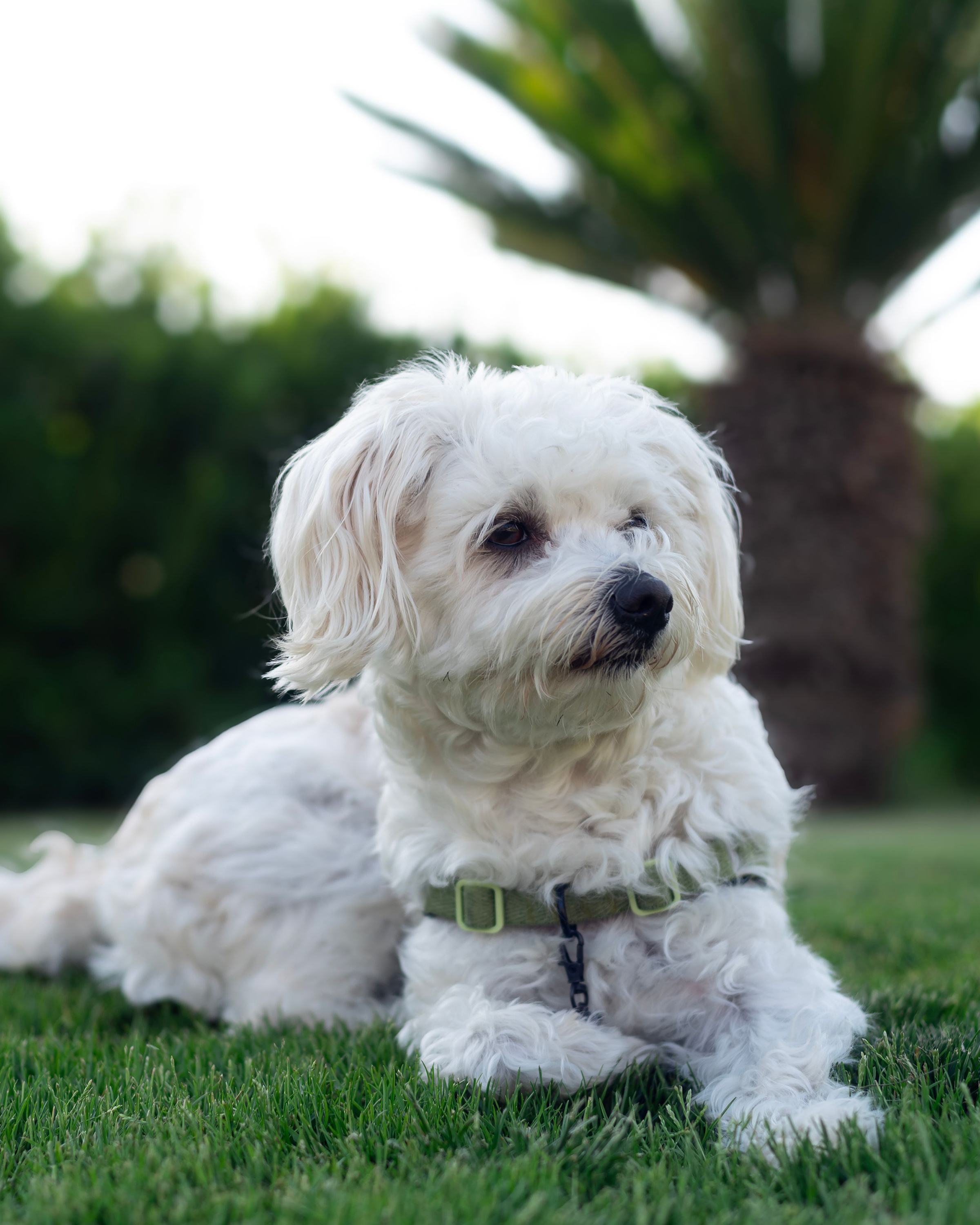 Maltipoo puppy — photo 1