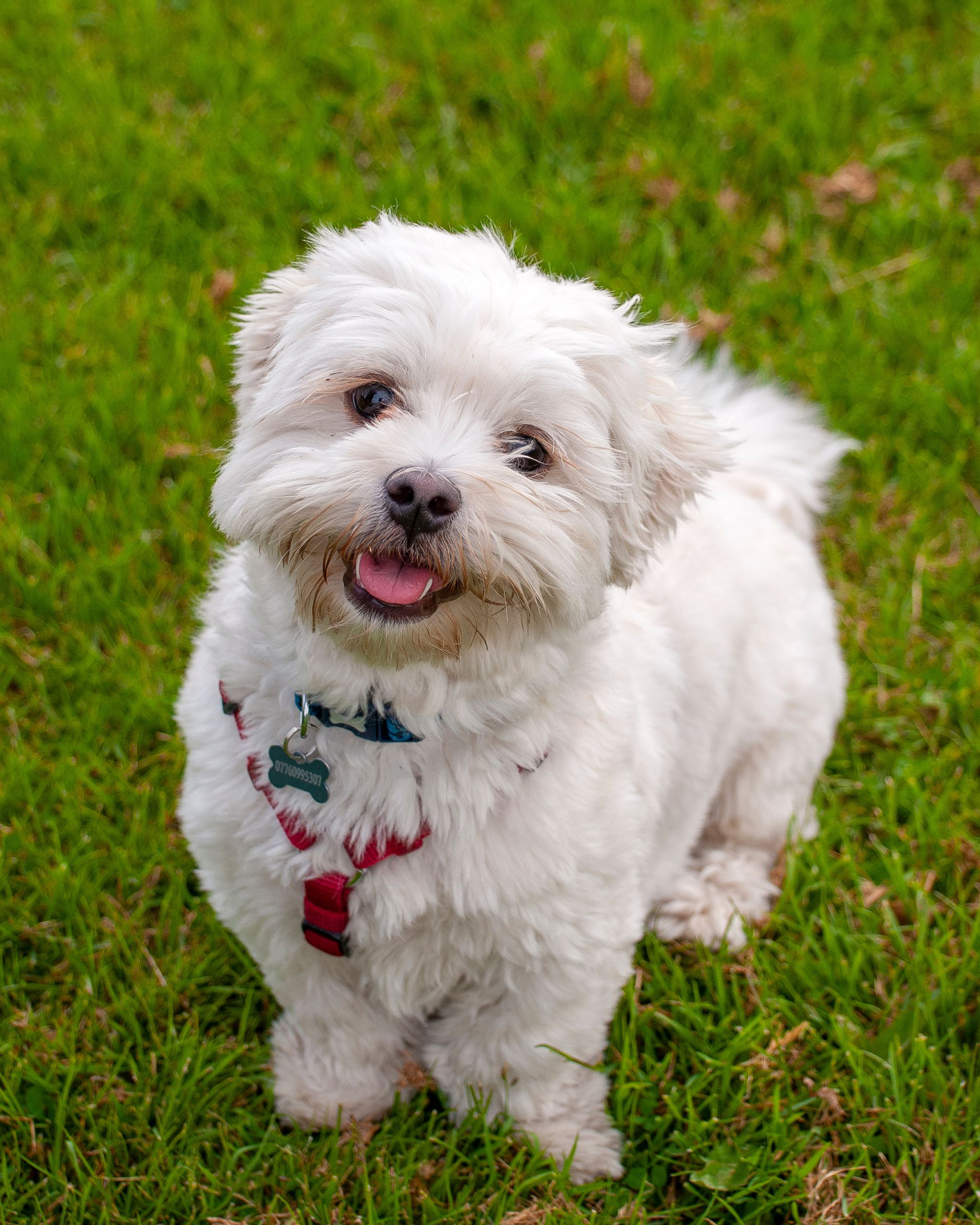 Maltipoo puppy — photo 2