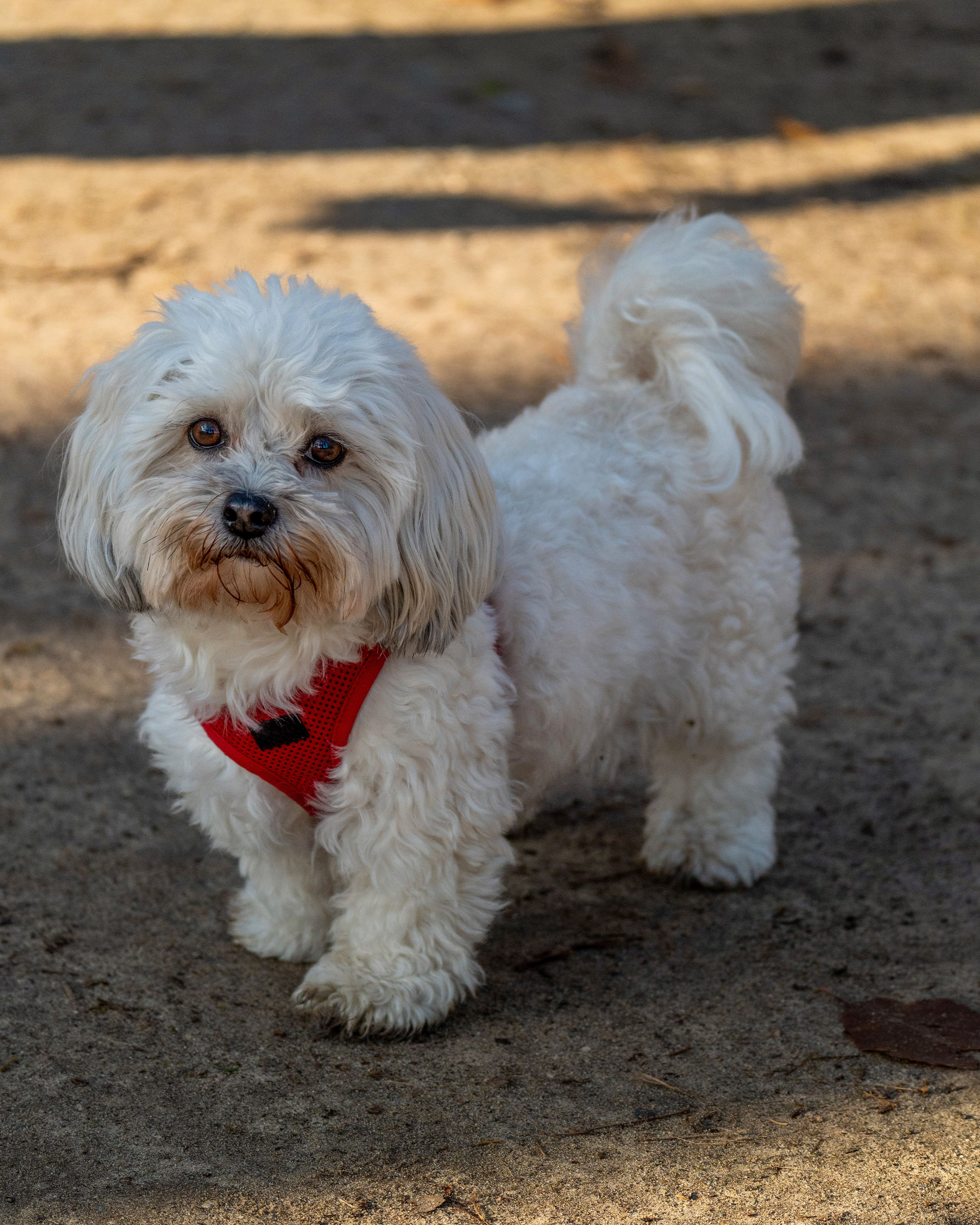 Maltipoo puppy — photo 3