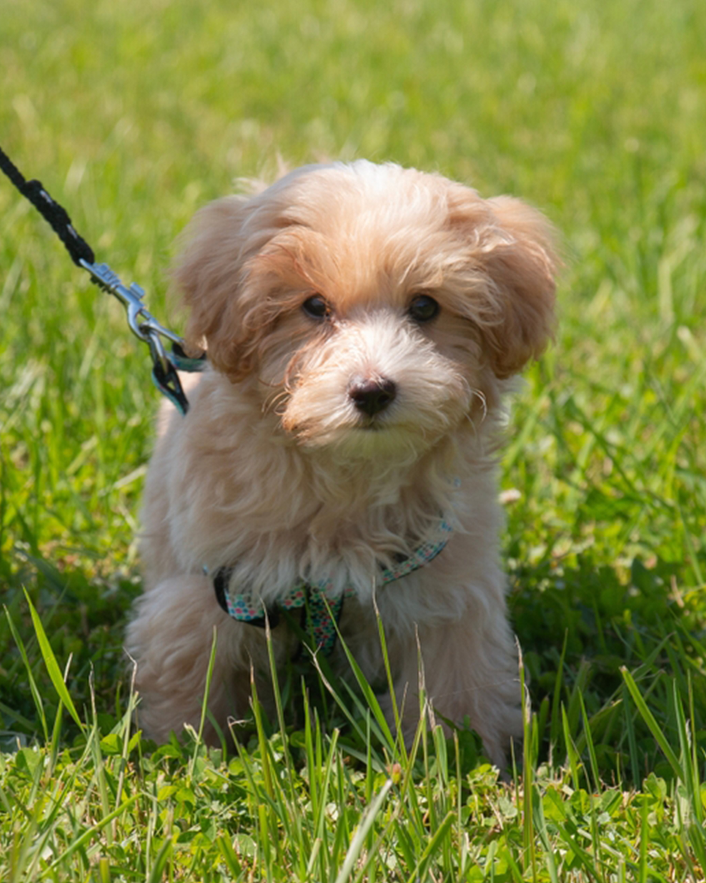 Maltipoo puppy — photo 4