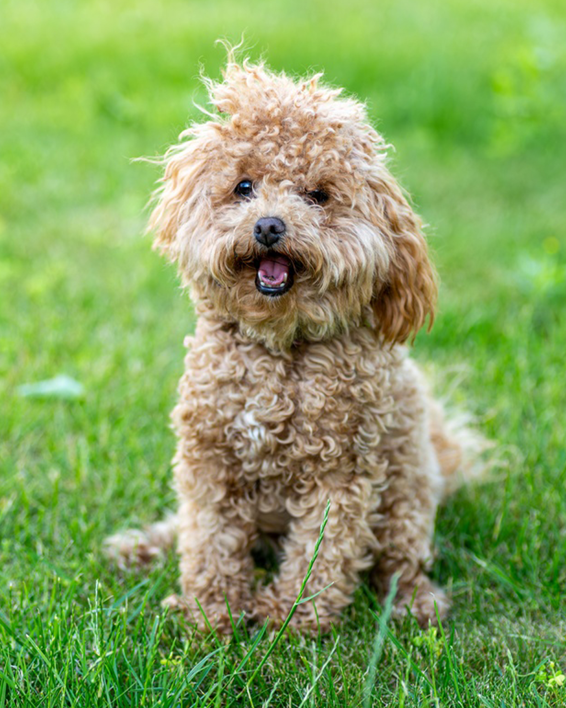 Maltipoo puppy — photo 5