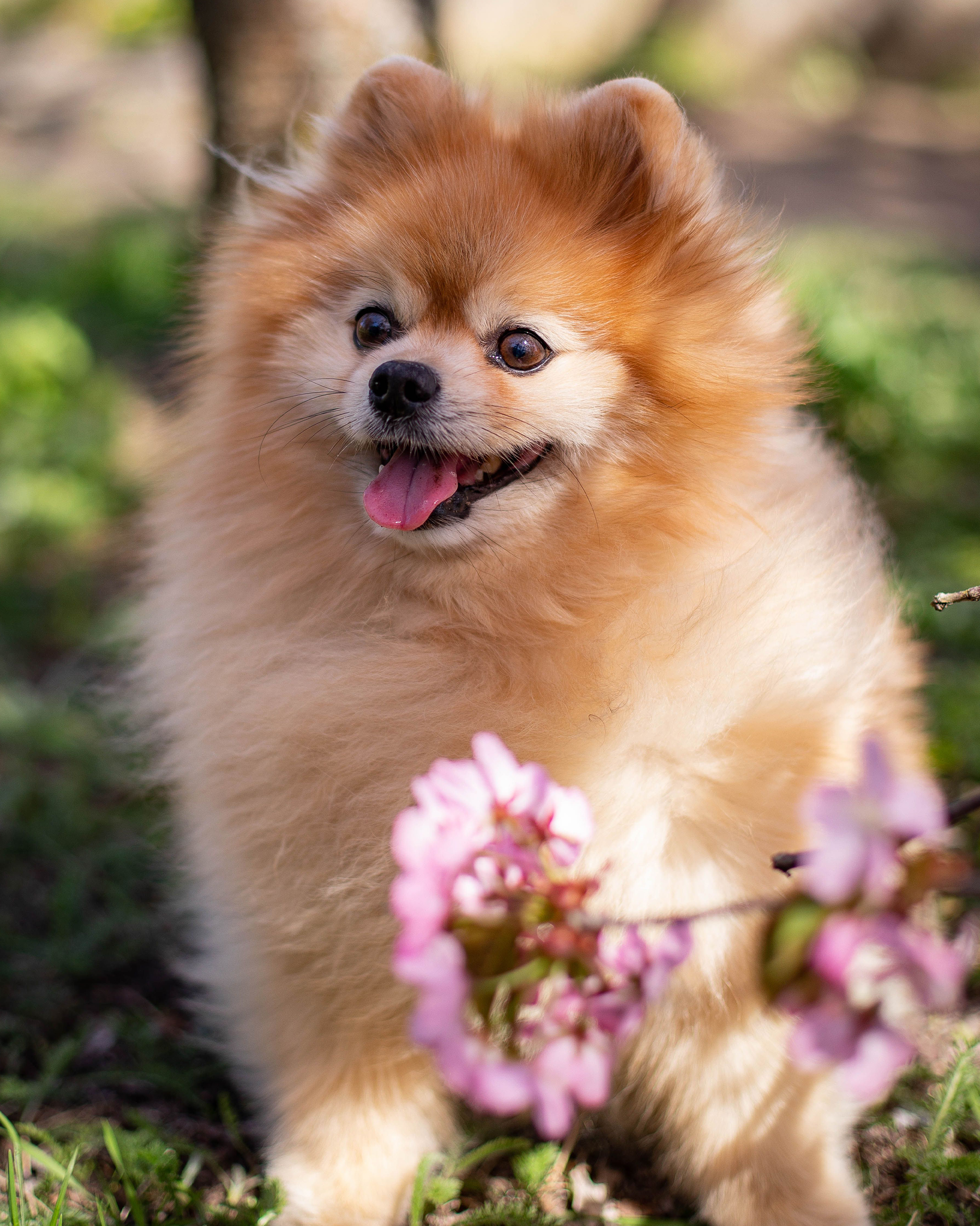 Pomeranian puppy — photo 2