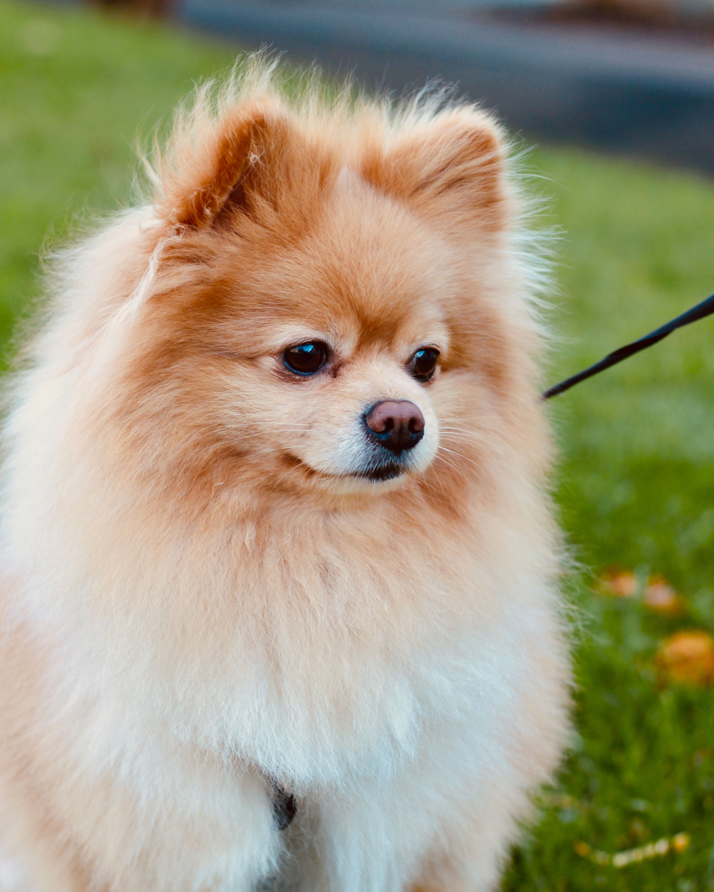 Pomeranian puppy — photo 3