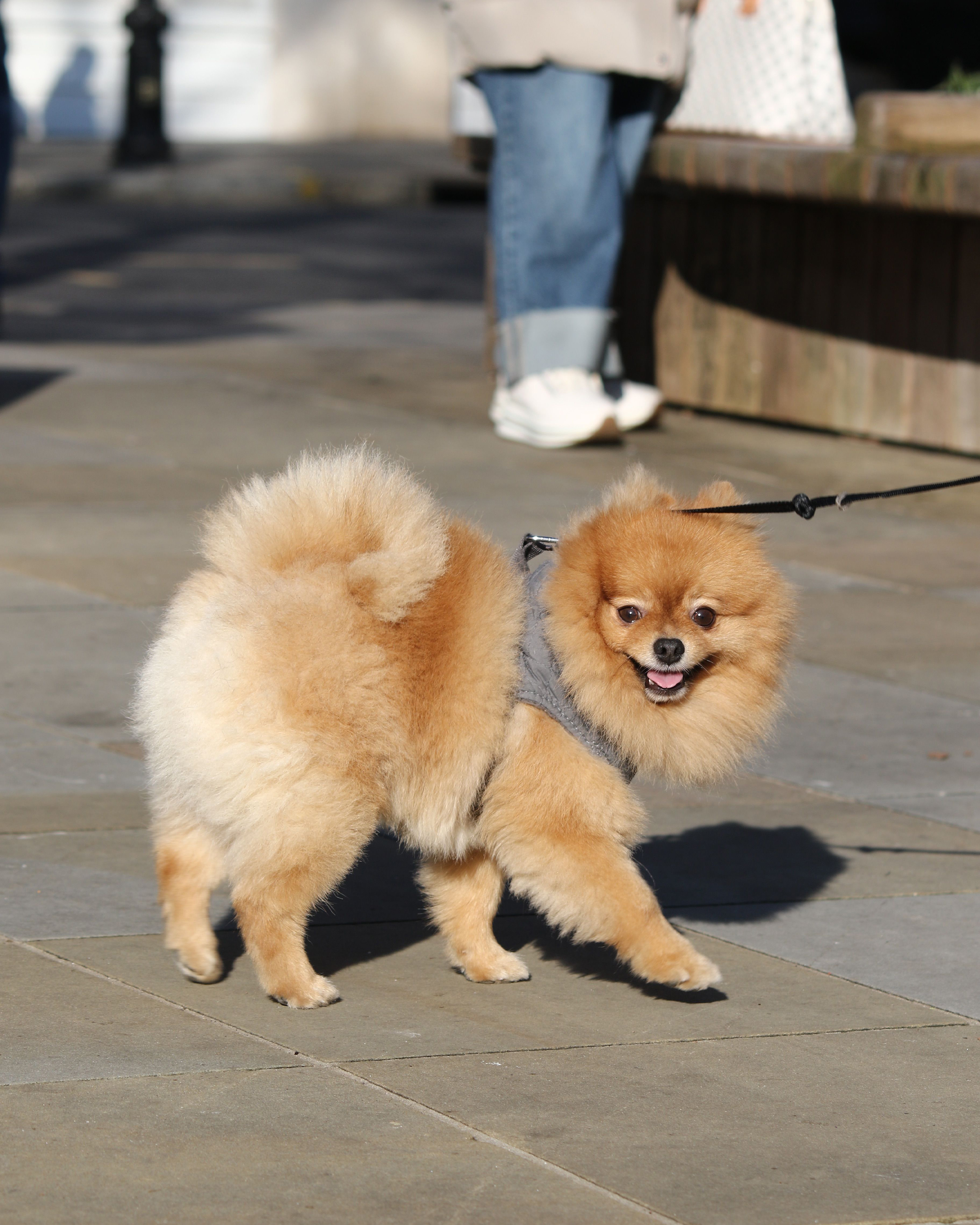 Pomeranian puppy — photo 4