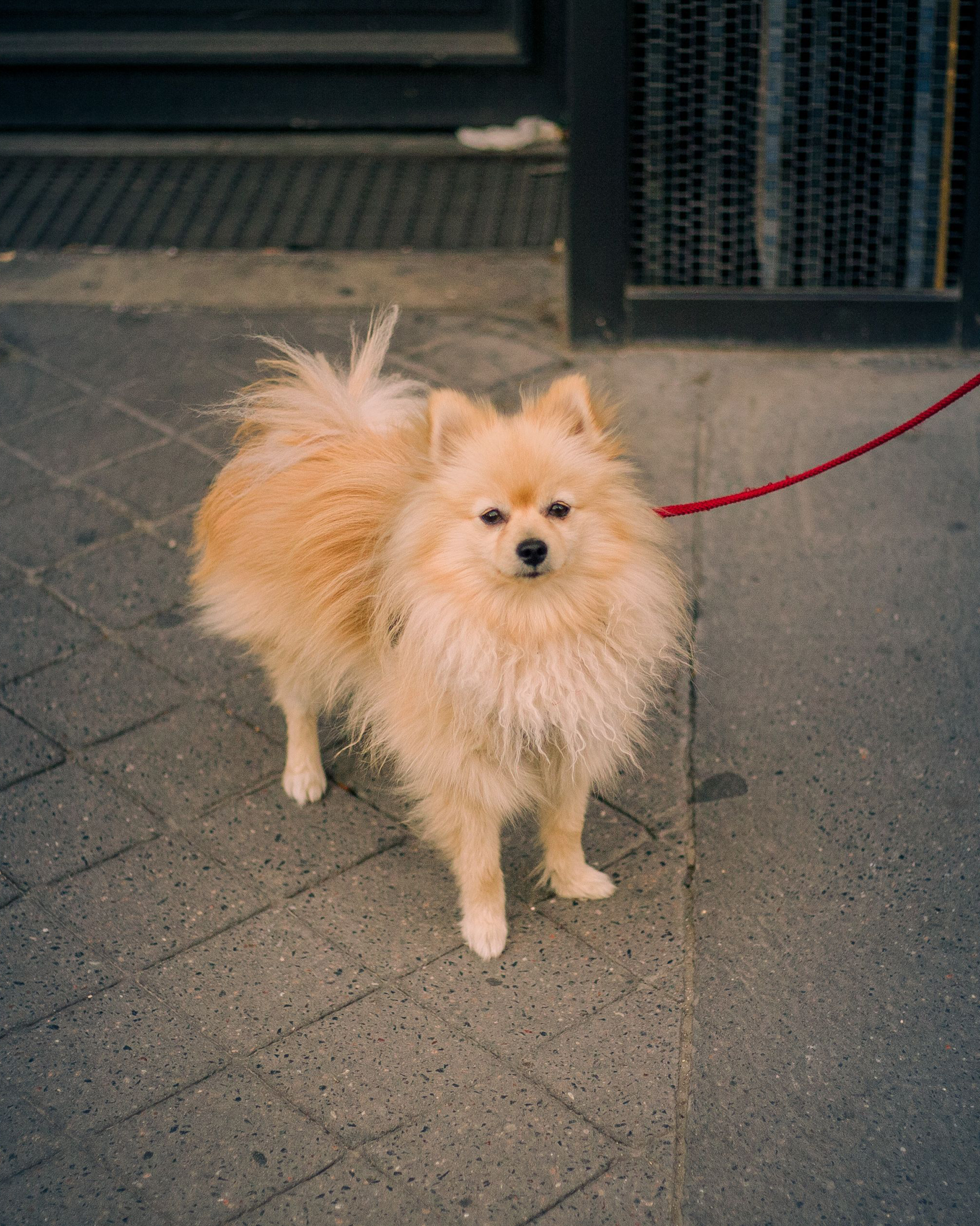 Pomeranian puppy — photo 5