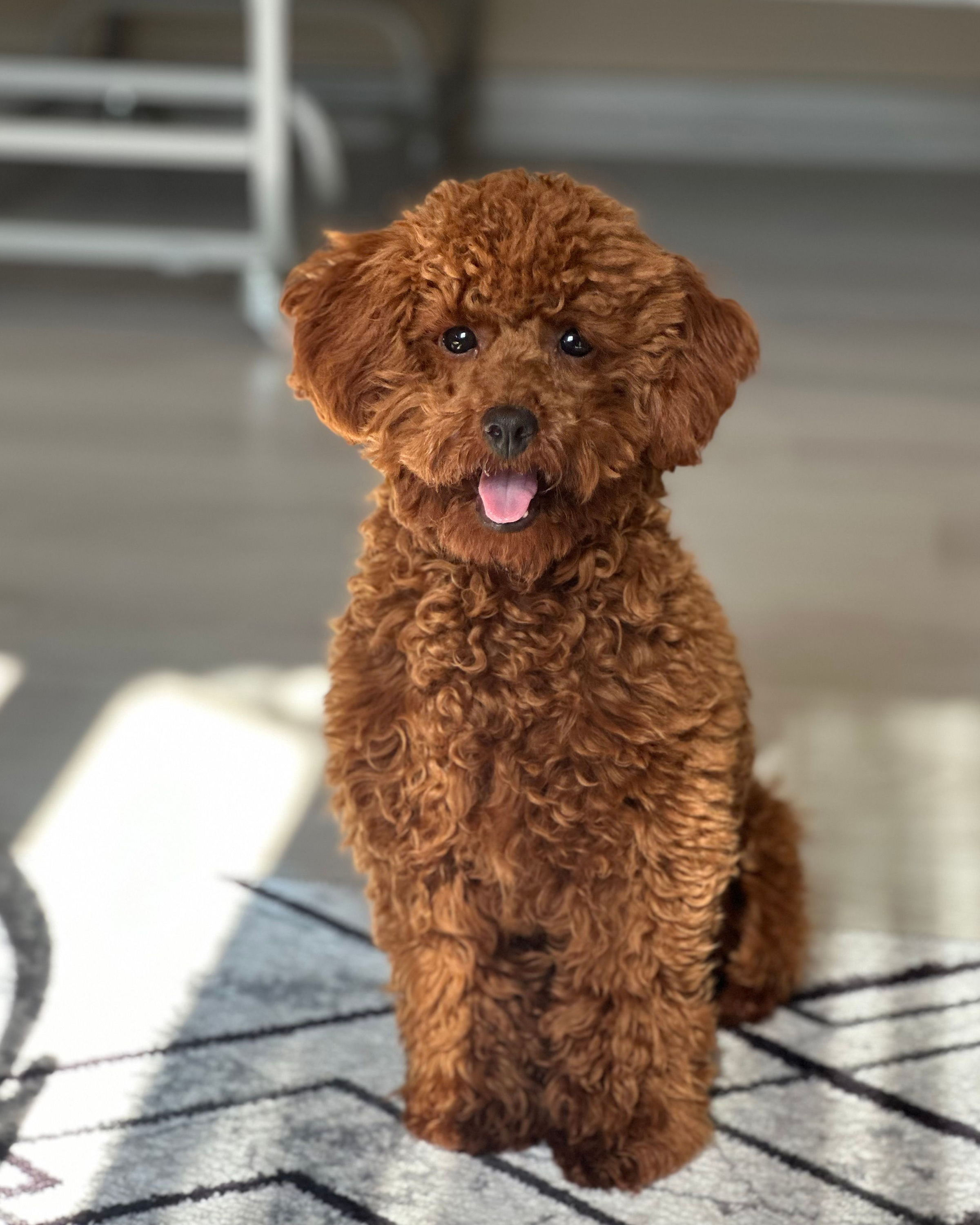 Red Toy Poodle puppy — photo 1