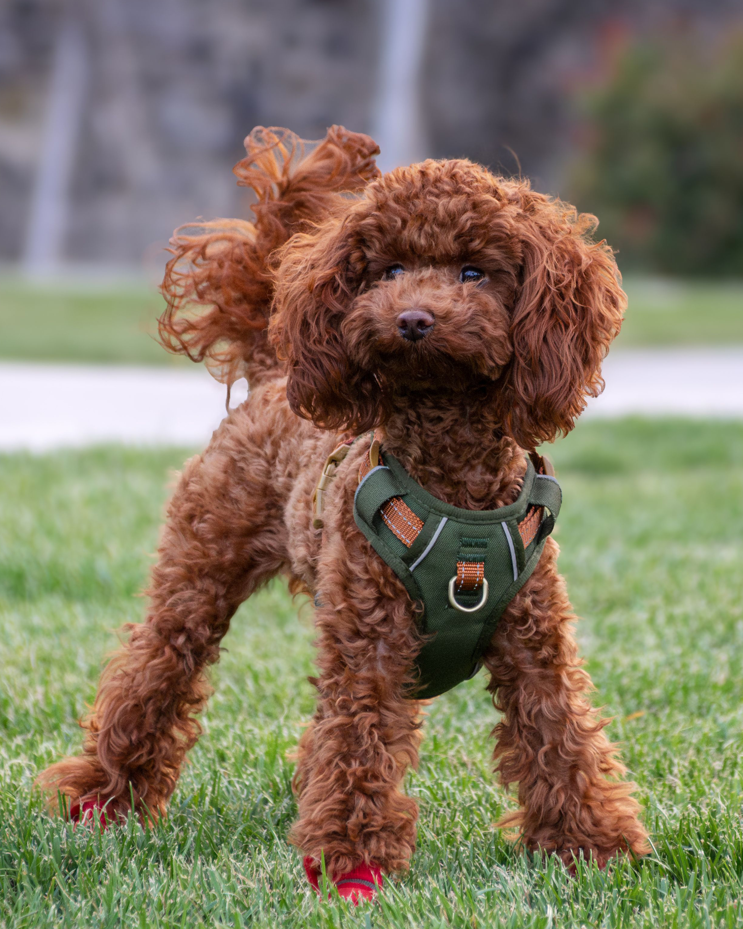 Red Toy Poodle puppy — photo 2