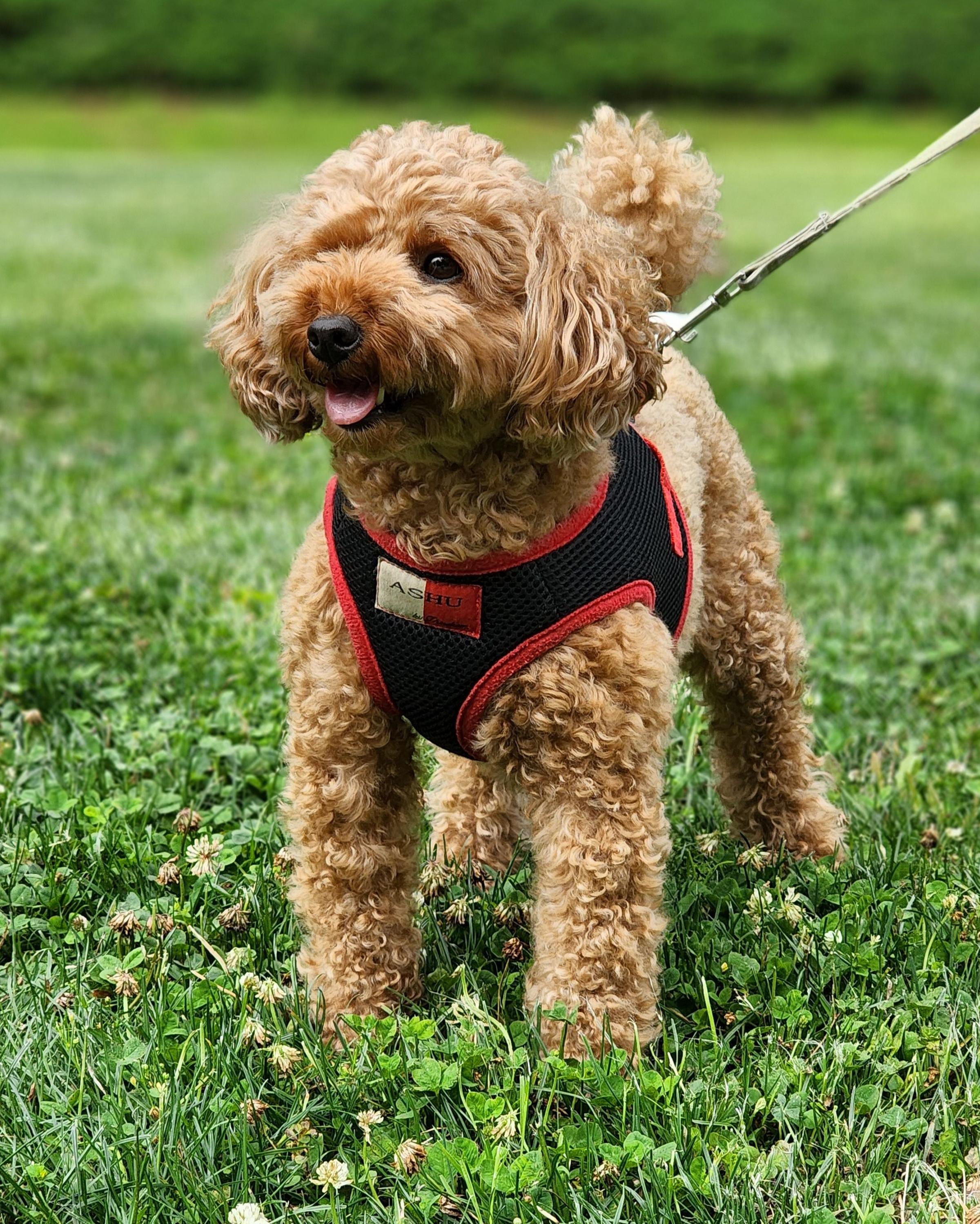 Red Toy Poodle puppy — photo 3