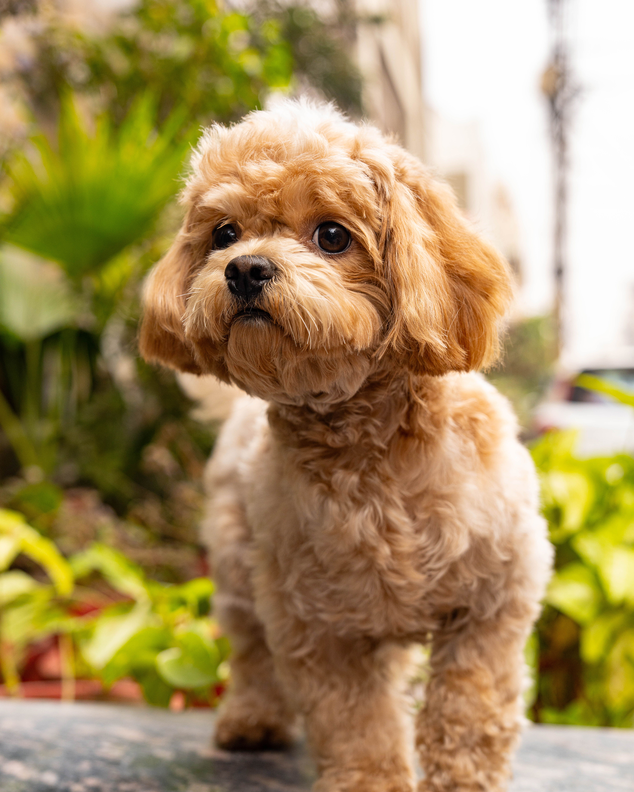 Red Toy Poodle puppy — photo 4